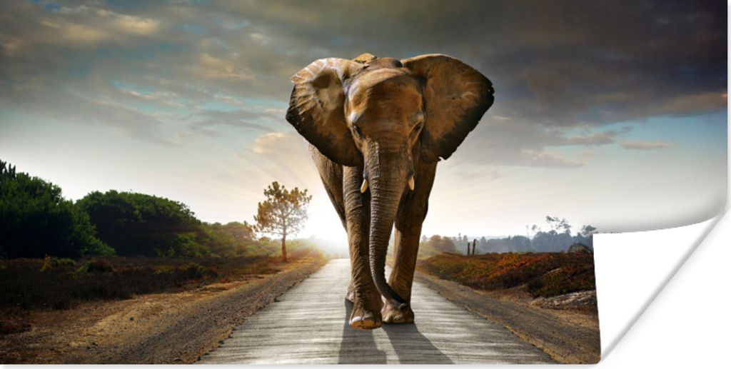 MuchoWow Poster Elefant - Straße - Tiere - Sonnenuntergang - Landschaft 150x75 cm - ohne Rahmen