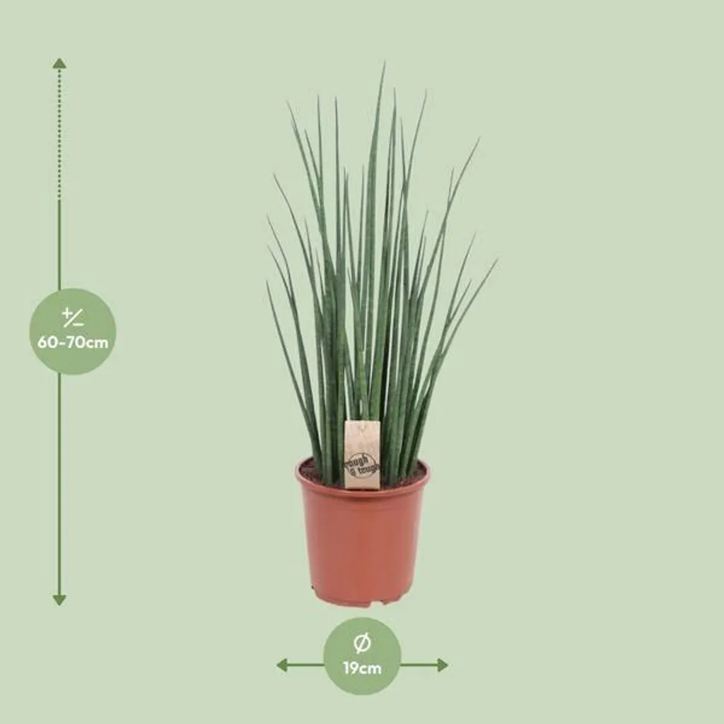 Sansevieria Mikado Déco Bureau et Salon - Plante Intérieur 70cm Ø19cm