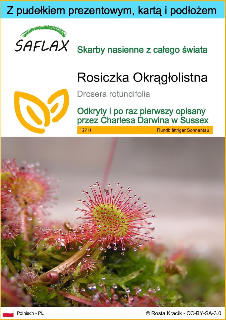 SAFLAX - Zestaw prezentowy - Rosiczka Okrągłolistna - 50 Zdjęcie produktu 