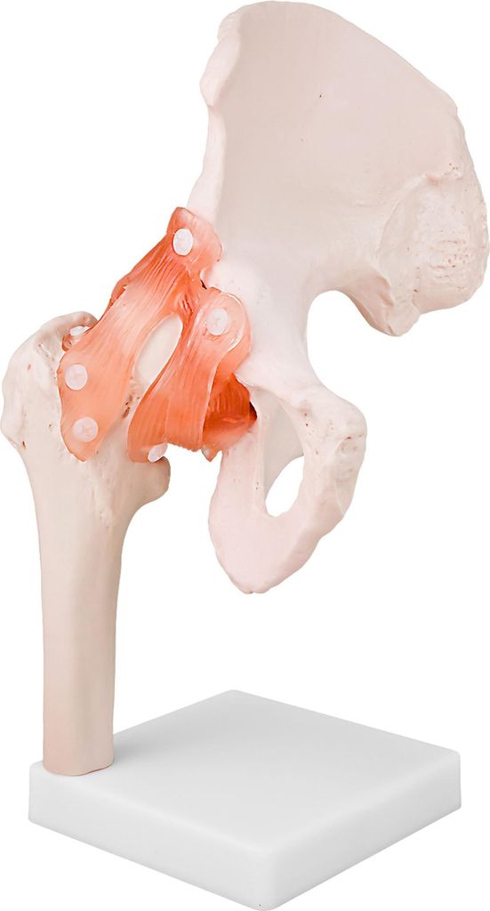 Anatomický model Anatomický model kostry bedrového kĺbu Obrázok produktu 