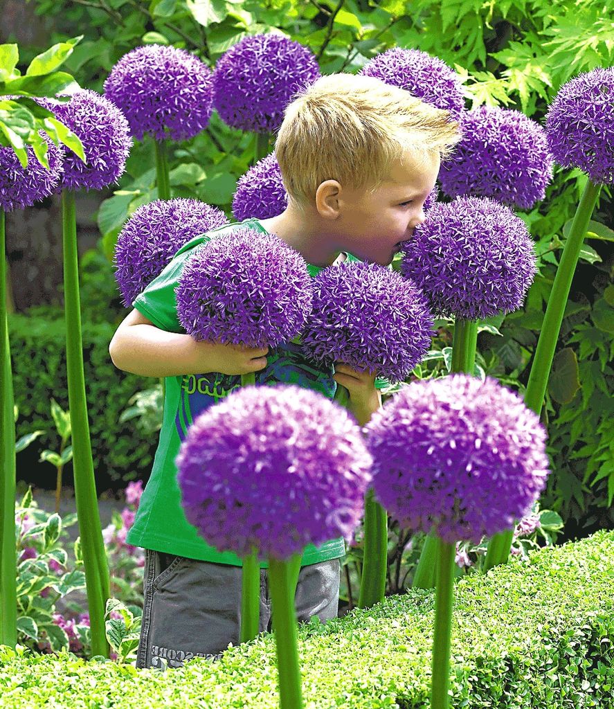 BALDUR Garten 1x Allium 'Globemaster', Zwiebel mit Umfang Produktbild 