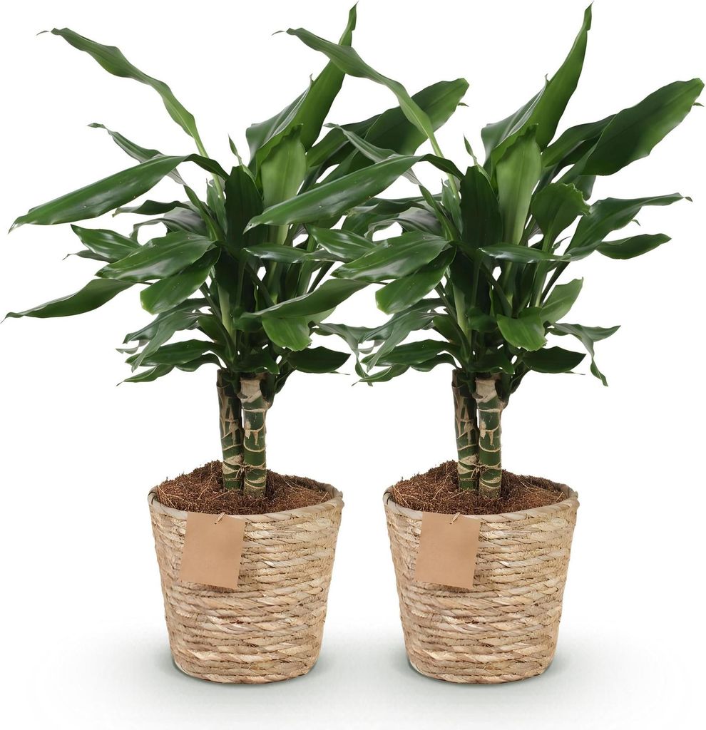 Drachenbaum Dracaena Steudneri Ø17cm 50-55cm 2 Pflanzen im Korb Zimmerpflanze