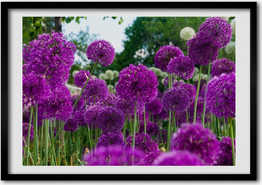 Bild - Bilderrahmen - 100 cm x 70 cm - MDF - Rahmen - Foto - Wandkunst Blumen Knoblauch