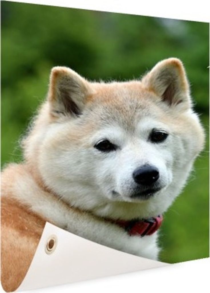 Gartenposter - 40x60 cm - Akita Fotodruck - Modernes Wandbilder - HuisTierposter