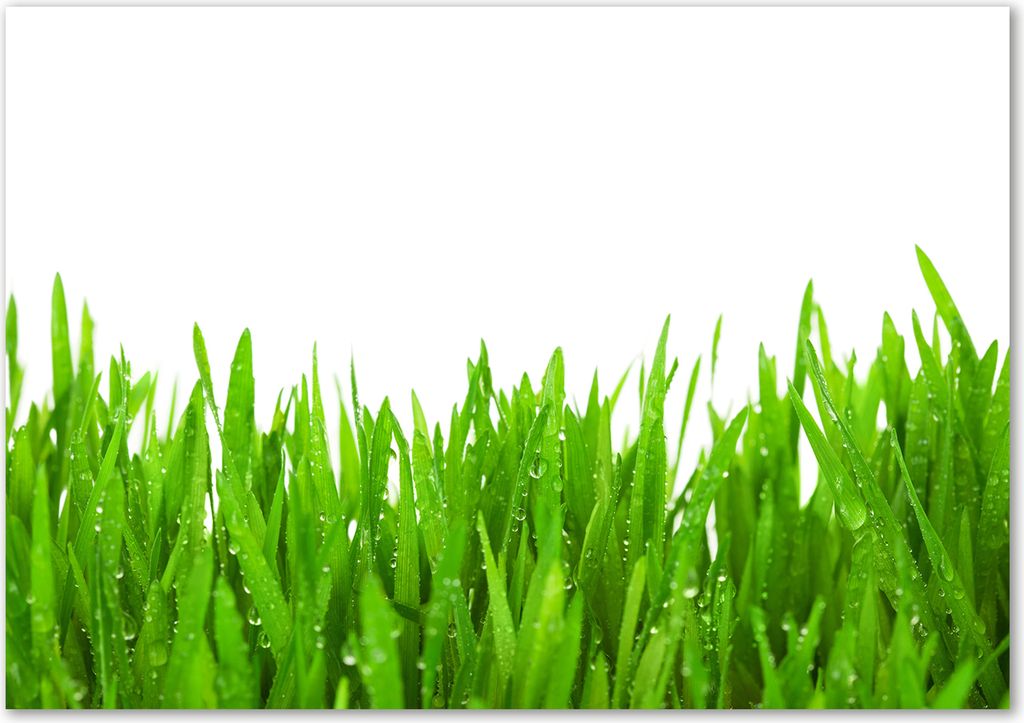 Tulup Glas-Bild - 100 x 70 - Wandbild aus Glas - Wandkunst - Wandbild hinter gehärtetem Sicherheitsglas - Blumen & Pflanzen - Gras - Grün