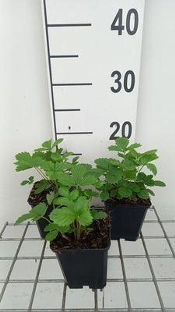 6 x Fragaria vesca 'Alexandria' - Fragola di bosco - vaso 9 Immagine del prodotto 