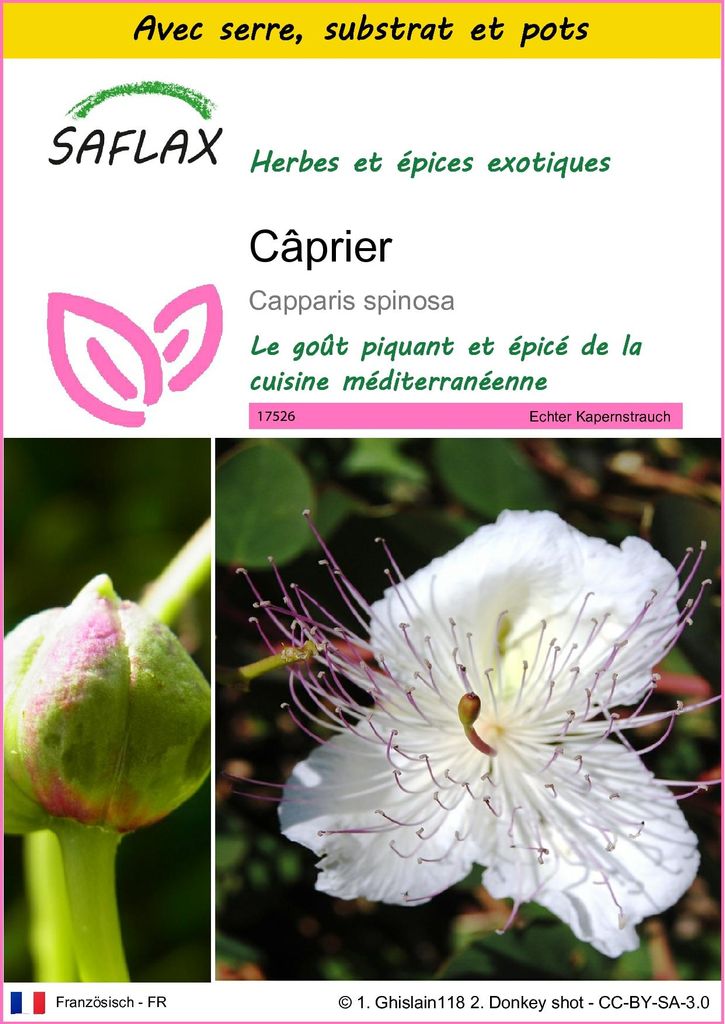 SAFLAX Ensemble de culture - Câprier - 25 graines - Image du produit 