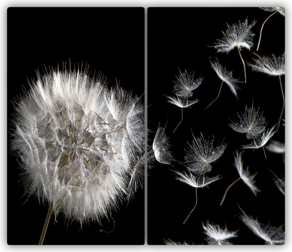 Tulup Glas-Herdabdeckplatte - 2x30x52cm - Glaskeramikkochfeld-Abdeckung Spritzschutz Zweiteilig Pusteblume
