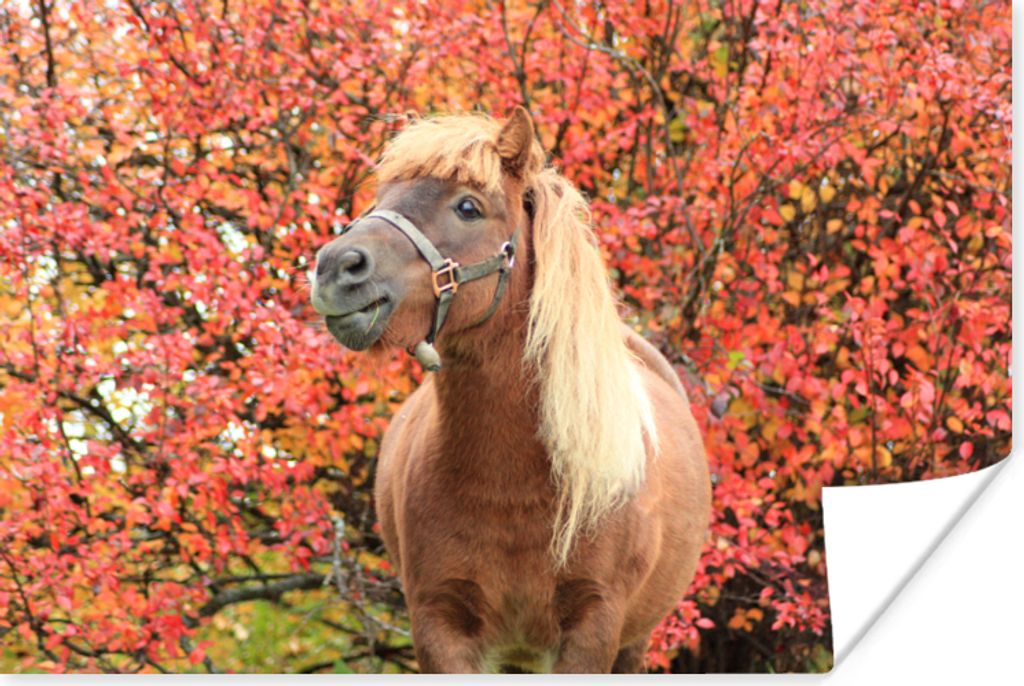 MuchoWow Poster Pferd - Pony - Herbstblätter 30x20 cm - Plakate - Print