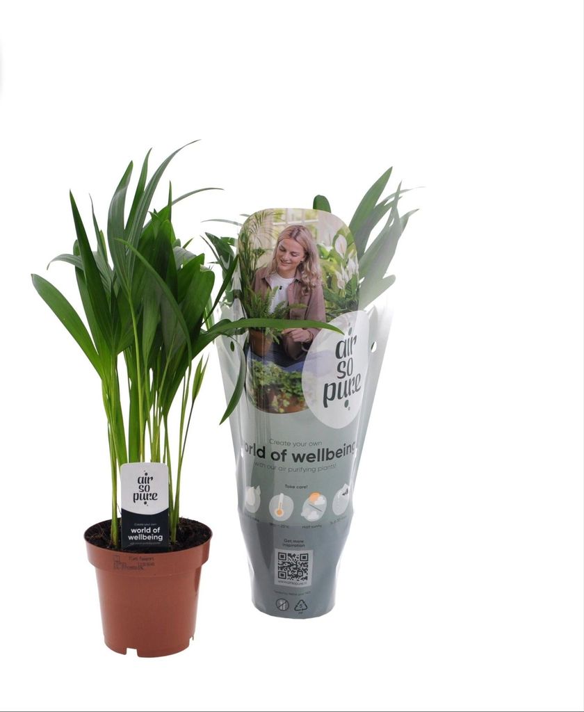 Goldfruchtpalme - Dypsis Lutescens – Zimmerpflanze – Ø12 cm Produktbild 