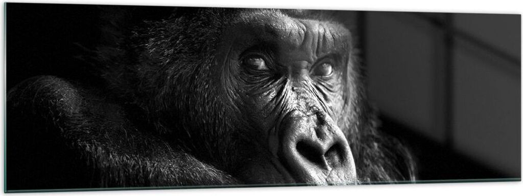 Bilder auf glas - Einteilig - Affe Gorilla Porträt - 160x50cm - Glasbilder - Wandbilder - Bilder - zum Aufhängen bereit - Wanddekoration aus Glas...