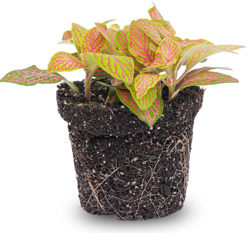 Fittonia Orange - Pink - Ruby Lime - Mosaikpflanze Produktbild 