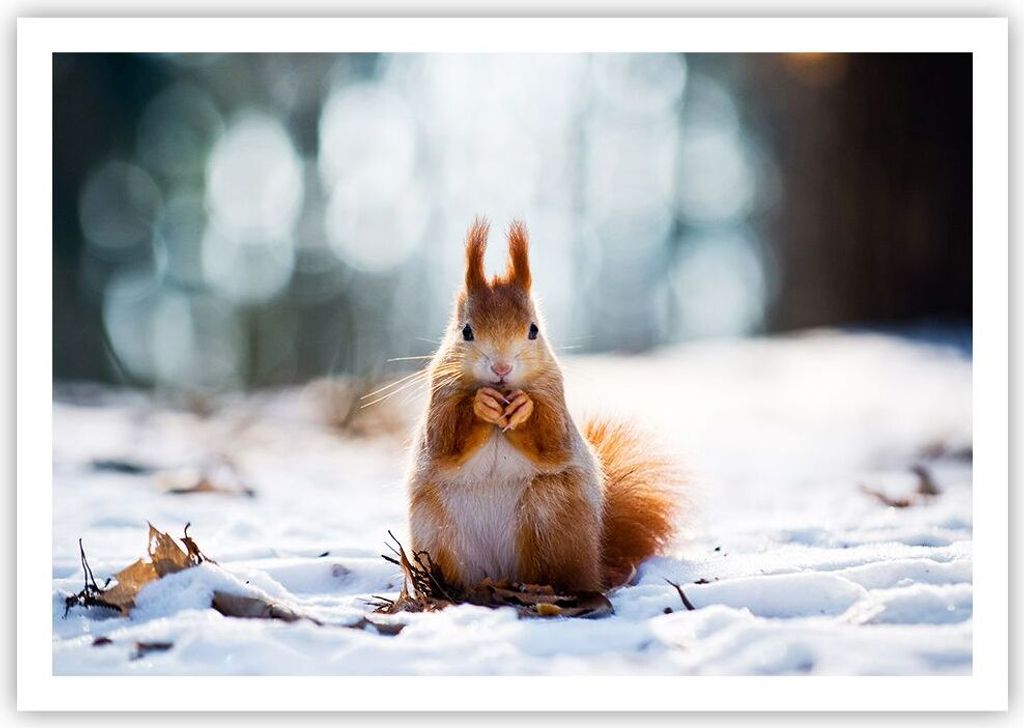 Poster - Poster ohne Rahmen - Eichhörnchen Winter Schnee Essen - 100x70 cm - Wand Bild - Wanddeko - Wandbilder - Kunstposter - Wandposter - Bilder...