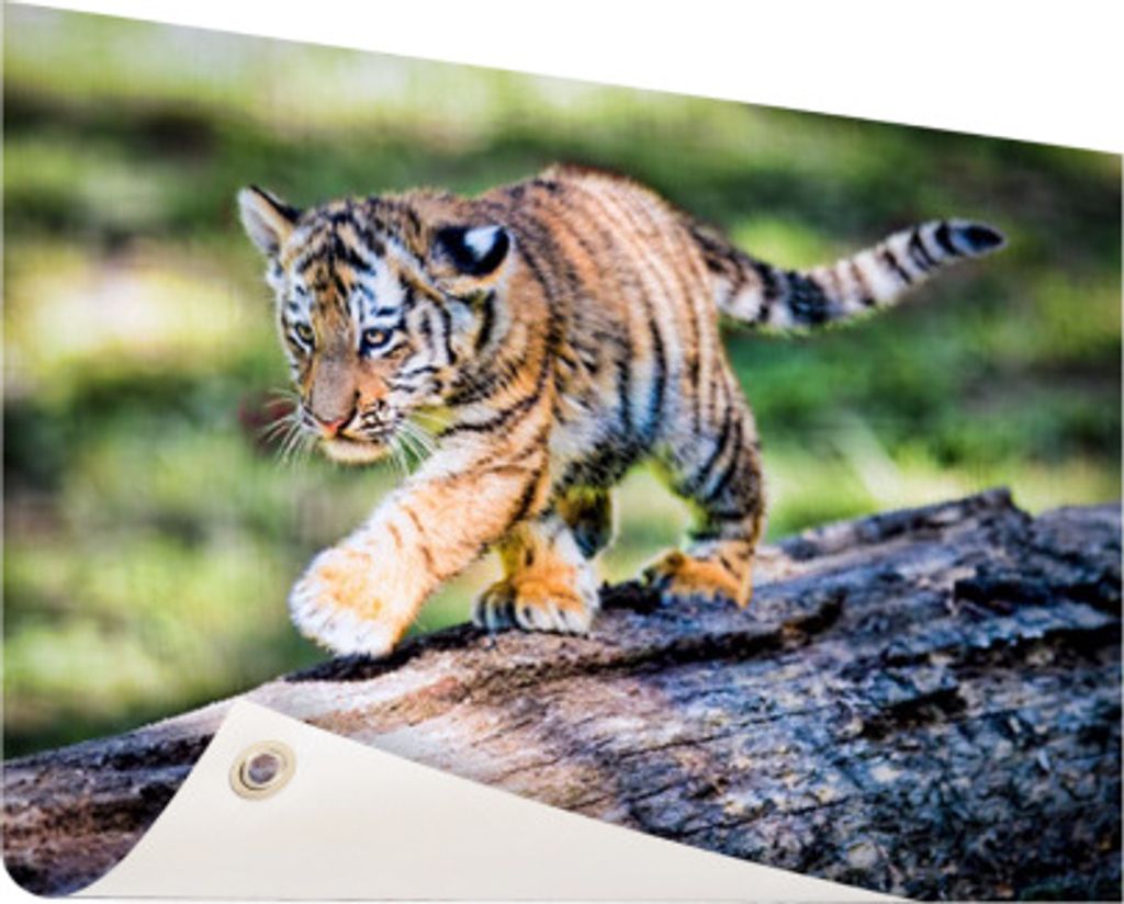 MuchoWow 80x60 cm Outdoor-Poster Gartendeko Sichtschutz Garten Poster für den Garten Tiger - Junge - Baum