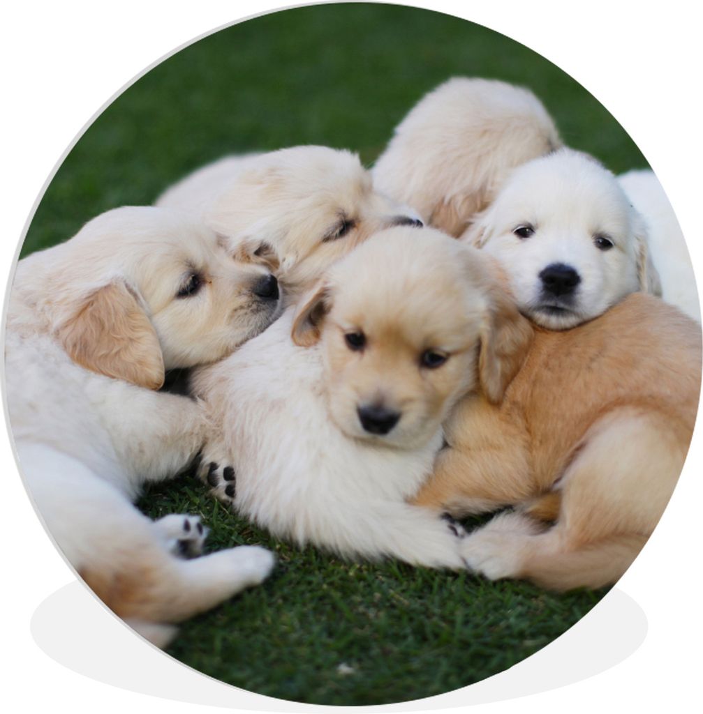 MuchoWow Rundes Wandbild - Runde Bilder Welpe - Gras - Hund Ø 30 cm Kreis Wanddekoration Kunststoff - Wandkreis - Wandschmuck - Schlafzimmer - B...