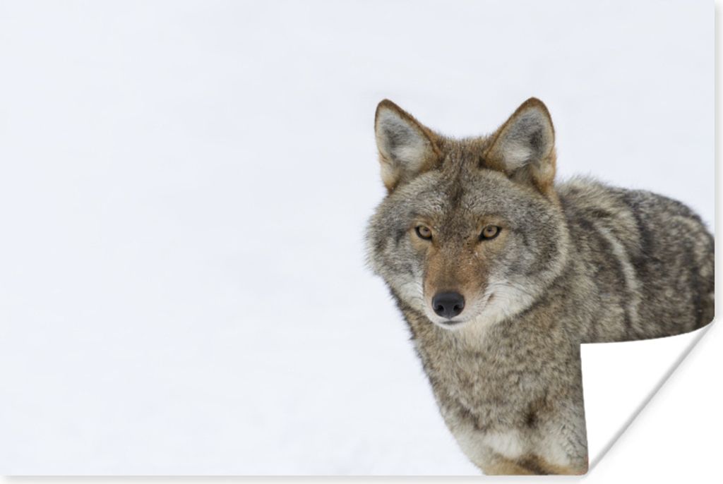 MuchoWow Poster Wolf auf weißem Hintergrund 90x60 cm - Schlafzimmer