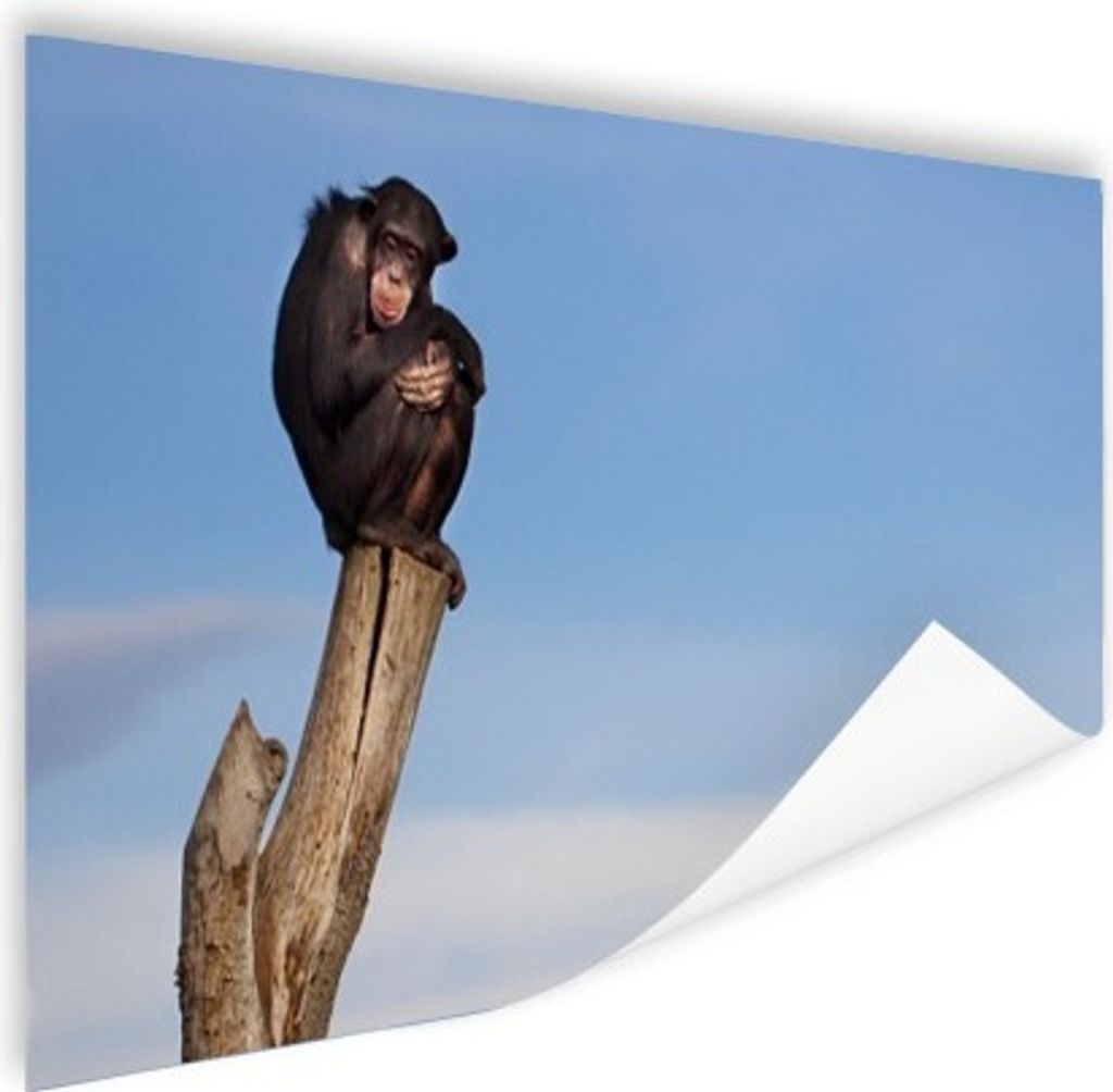 MuchoWow Poster Affe - Pfahl - Schimpanse - Tiere - Luft 60x40 cm - Schlafzimmerdekoration