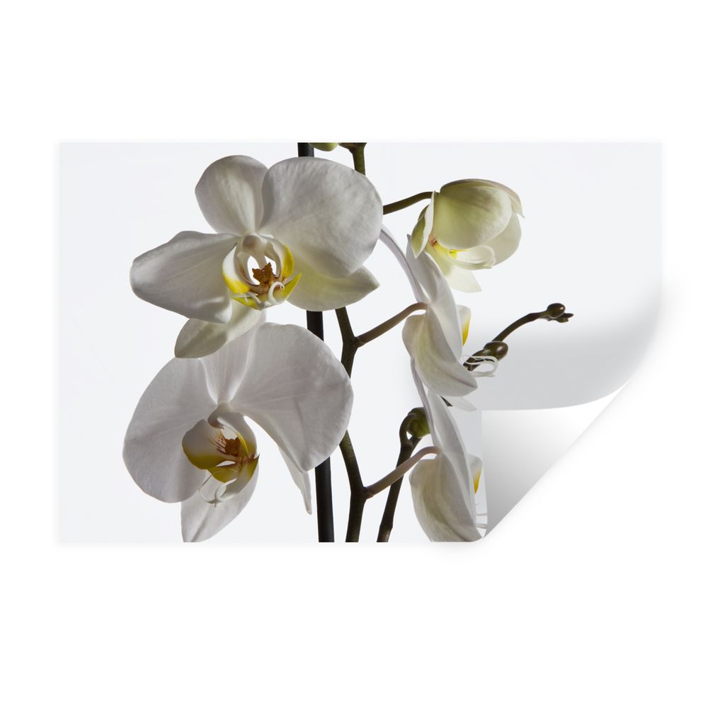 MuchoWow Wandtattoo Wandsticker Wandaufkleber Weiße Mottenorchidee 120x80 cm Selbstklebend und Repositionierbar - Selbstklebend - Fototapeten