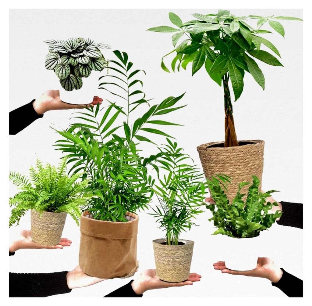 6er Set Zimmerpflanzen Happy Cat – Tierfreundliches Sortiment mit Zwergpfeffer, Bergpalme, Nestfarn, Schwertfarn und Glückskastanie – Höhe 15...