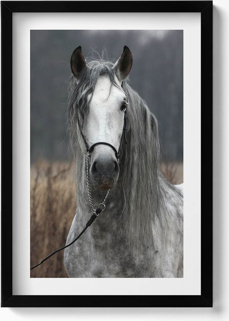 Weißes Pferd– Wandbild mit Rahmen – Gerahmtes Bild – Wanddekoration – 40x60 cm – Schwarz