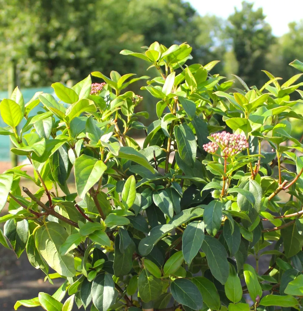 Viburnum Tinus 60-80 cm : Arbuste Anti Vis-à-vis Durable et Beau