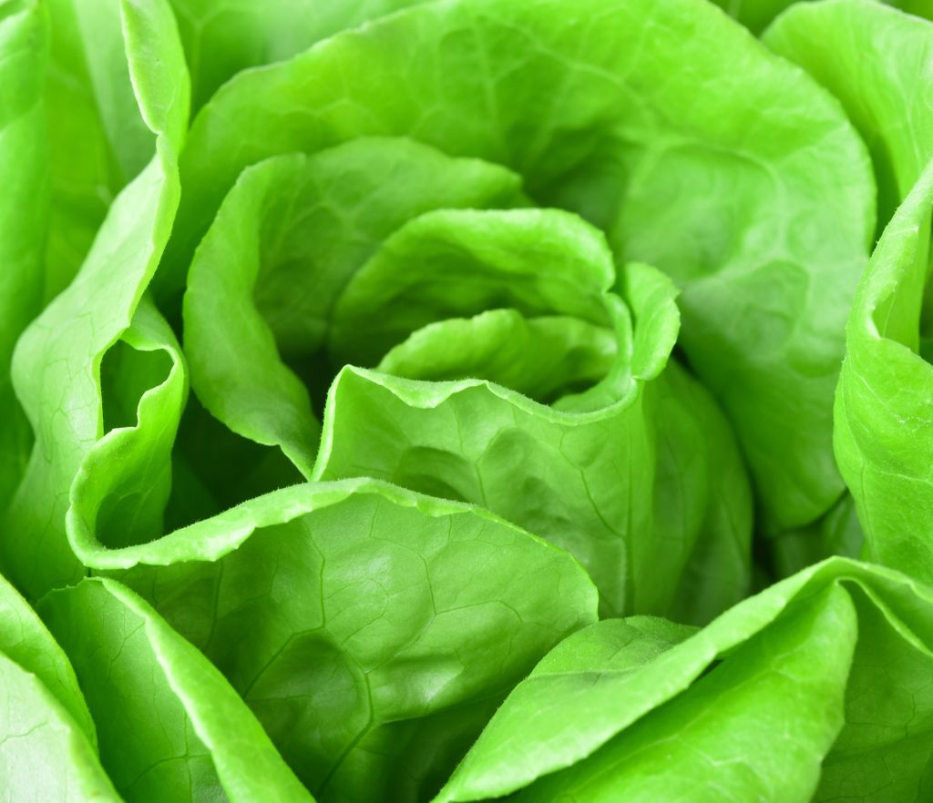 Kopfsalat Samen Attraktion Salat Gemüse Saatgut Garten Hochbeet Salatsamen Ertragreich ca 1000 Korn AlexLand