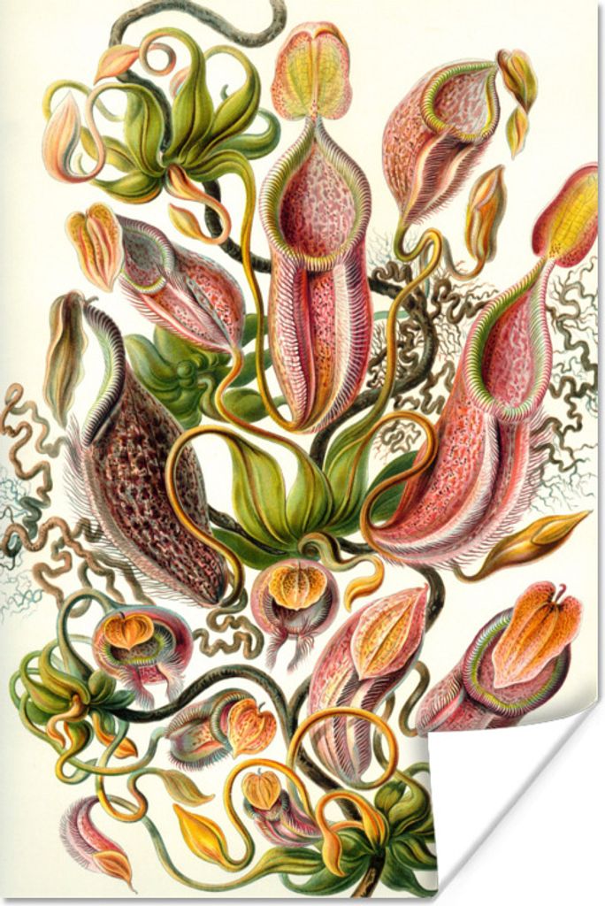 MuchoWow Poster Design - Botanisch - Fleischfressende Pflanze - Ernst Haeckel 120x180 cm - Kunstposter