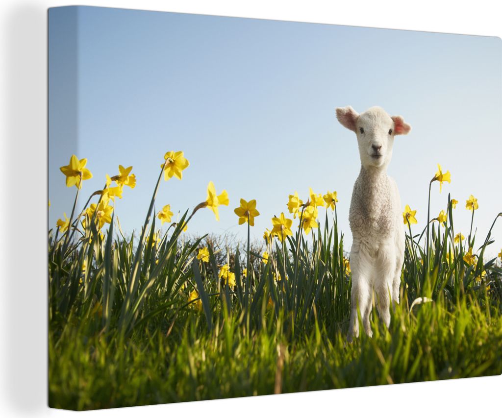 OneMillionCanvasses - Leinwandbilder - 140x90 cm, Lamm zwischen den gelben Blumen, Wandbilder Kunstdruck Wanddekoration - Foto auf Leinwand - Gem...