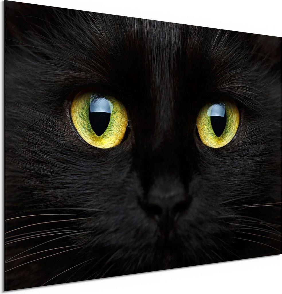 DEQORI Alu-Dibond Bild Weiß 60x40 cm 'Gesicht eines Kätzchens' Wandbild Metall dünn