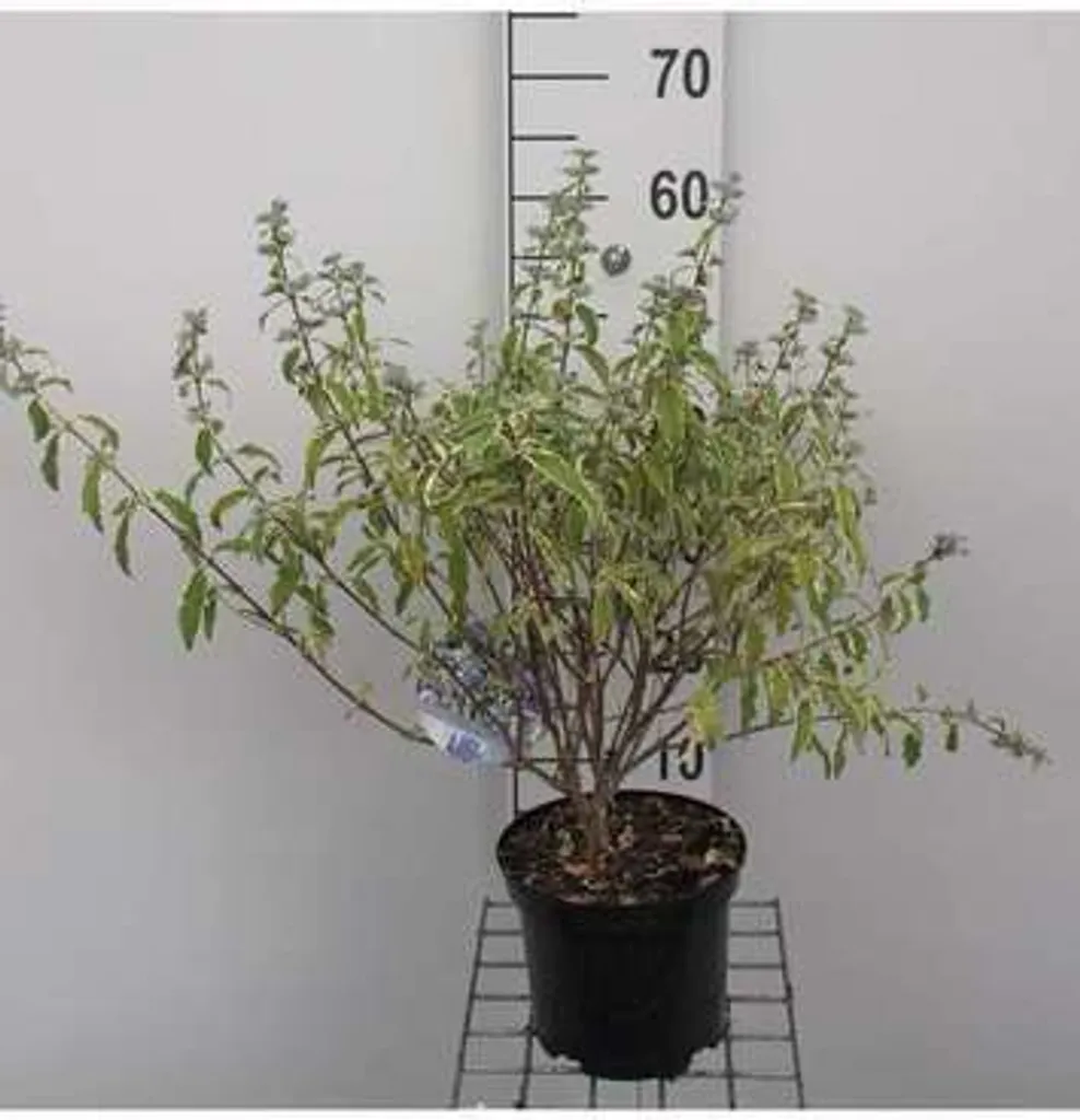 Caryopteris clandonensis White Surprise - Barbe Bleue 30-40 cm en Pot