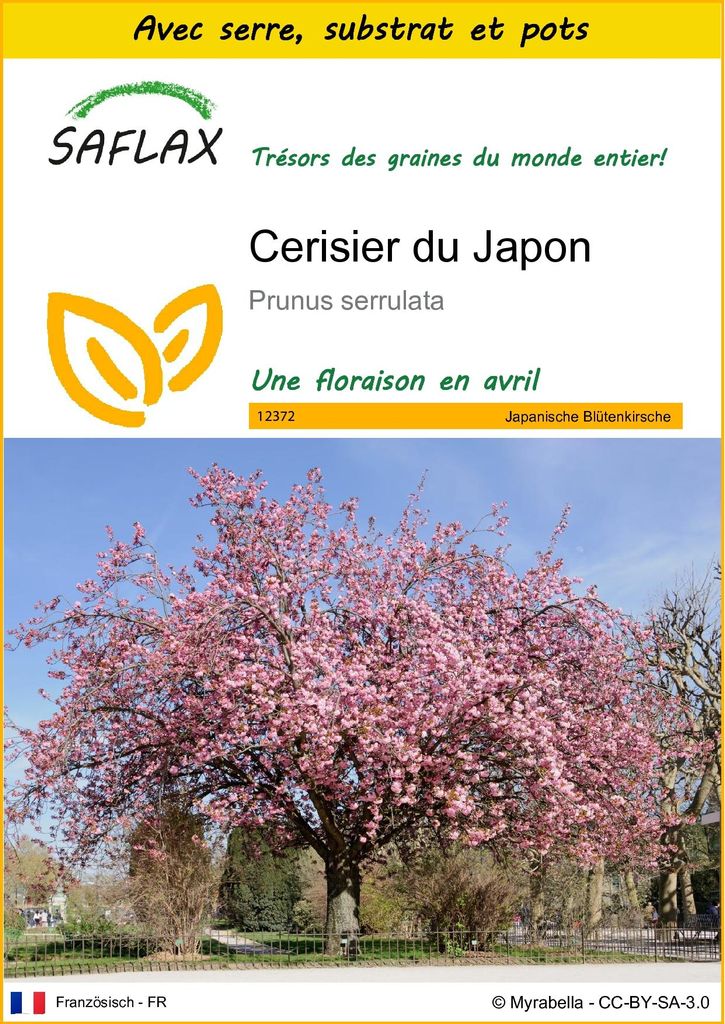 SAFLAX Ensemble de culture - Cerisier du Japon - 30 graines Image du produit 
