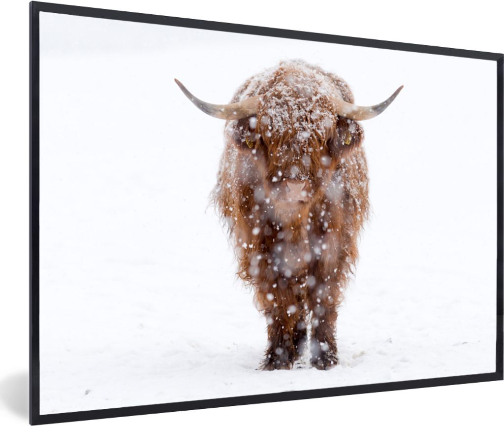 MuchoWow MuchoWow Gerahmtes Poster Schottisches Hochlandrind - Kuh - Schnee 60x40 cm - Poster mit zchwarzem Bilderrahmen - Printing - Wanddeko ...