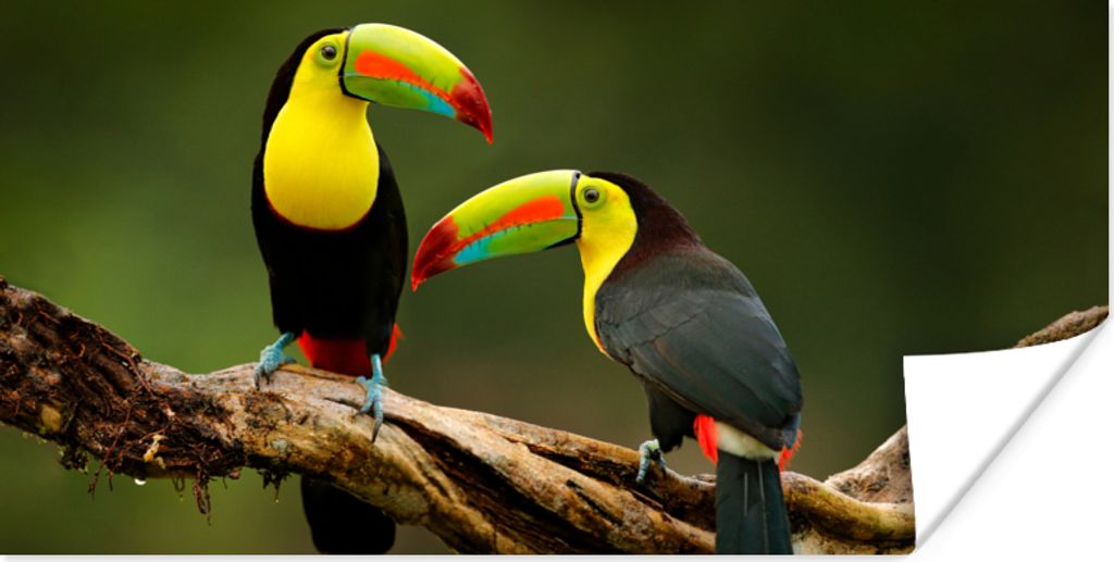 MuchoWow Poster Vögel - Tukan - Zweig - Tiere - Regenbogen 80x40 cm - Wanddeko