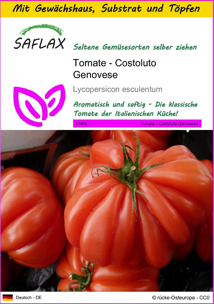 SAFLAX Anzucht Set - Tomate - Costoluto Genovese - Lycopersicon esculentum - 10 Samen - Mit Mini-Gewächshaus, Anzuchtsubstrat und 2 Töpfen