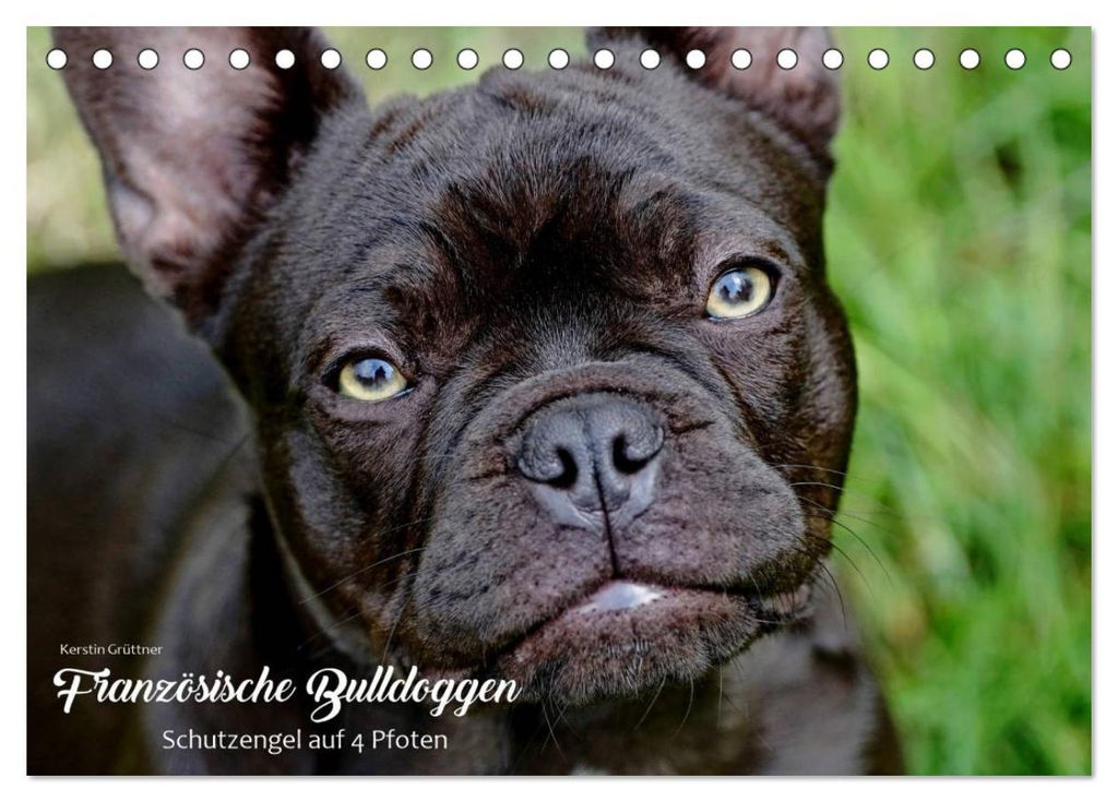 Französische Bulldoggen - Schutzengel auf 4 Pfoten (Tischkalender 2027 DIN A5 quer), CALVENDO Monatskalender