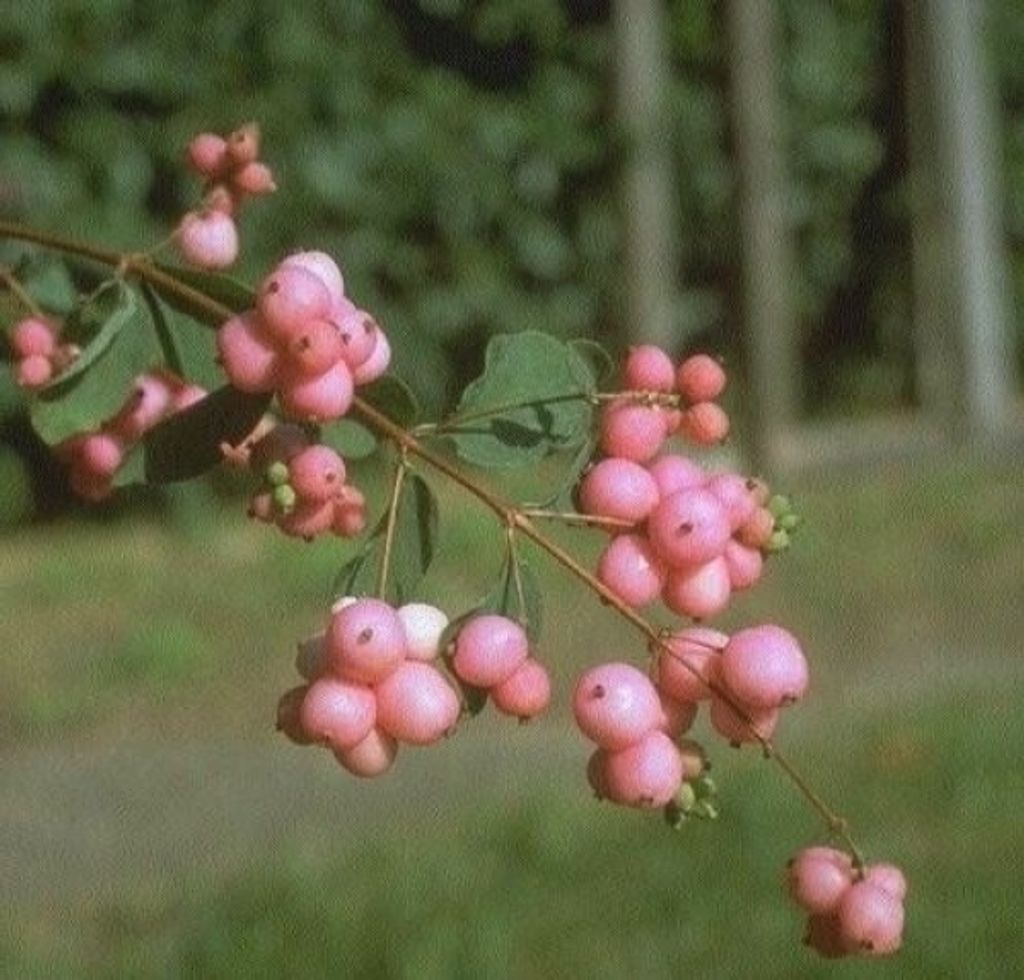 Niedrige Purpurbeere Hancock - Symphoricarpos chenaultii - 40-60
