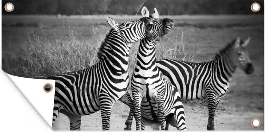 MuchoWow 80x40 cm Outdoor-Poster Gartendeko Sichtschutz Garten Poster für den Garten Kämpfende Zebras