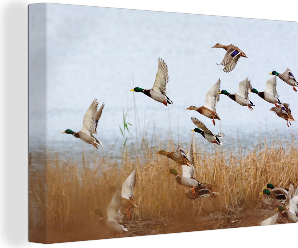 OneMillionCanvasses - Leinwandbilder - 140x90 cm, Ente - Vogel - Schilf - Wasser - Enten, Wandbilder Kunstdruck Wanddekoration - Foto auf Leinwan...
