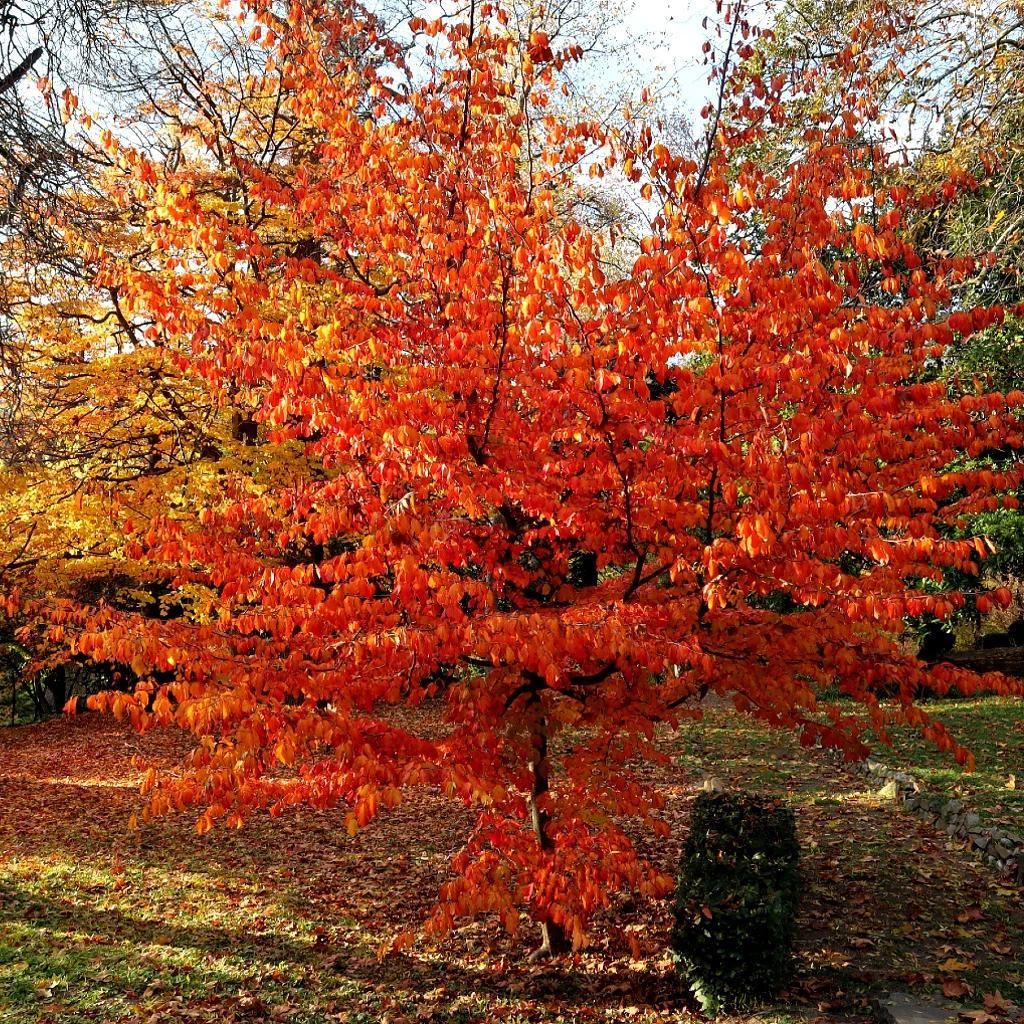 Parrotia persica – Persisches Eisenholz – Höhe 25–30 cm – 2-Liter-Topf