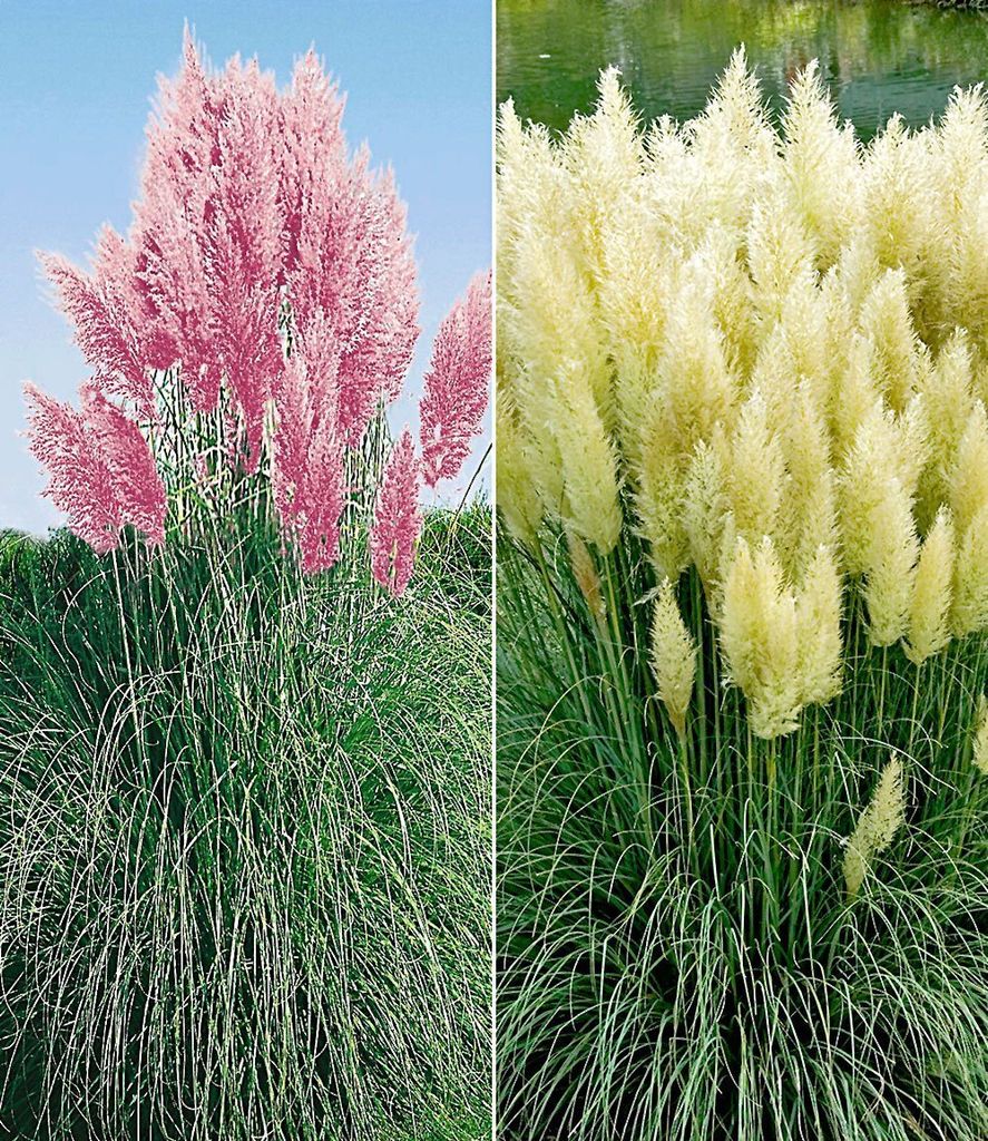 A split image showing two pampas grass plants, one with pink plumes and the other with cream plumes, in a garden setting.
