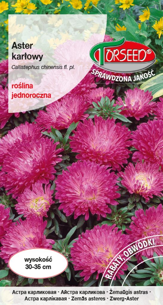 Samen von Pink Dwarf Aster - Torseed Produktbild 