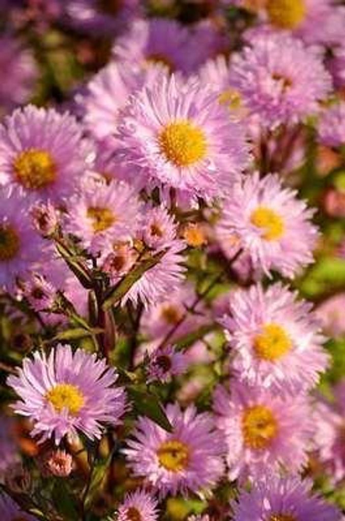 6 x Aster n.-b. 'Fellowship' - Herbstaster - Topf 9 x 9 cm