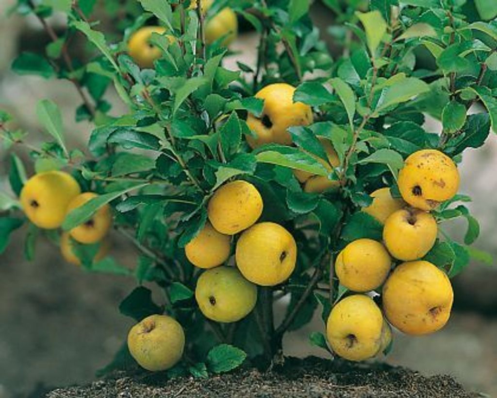 A close-up of a small tree with yellow fruits and green leaves.