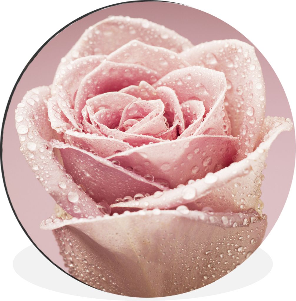 MuchoWow Aluminium Wandkreis Frühe Tautropfen auf einer rosa Rose Ø 60 cm Wanddeko Modern Wohnzimmer - Wand Kreis - Wandbild - Schlafzimmer - A...