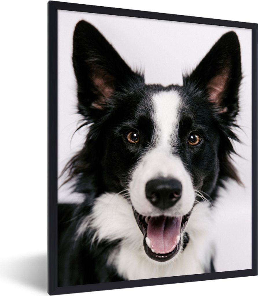 MuchoWow MuchoWow Gerahmtes Poster Border Collie schaut in die Kamera 30x40 cm - Poster mit zchwarzem Bilderrahmen - Wanddeko - Kunstdrucke