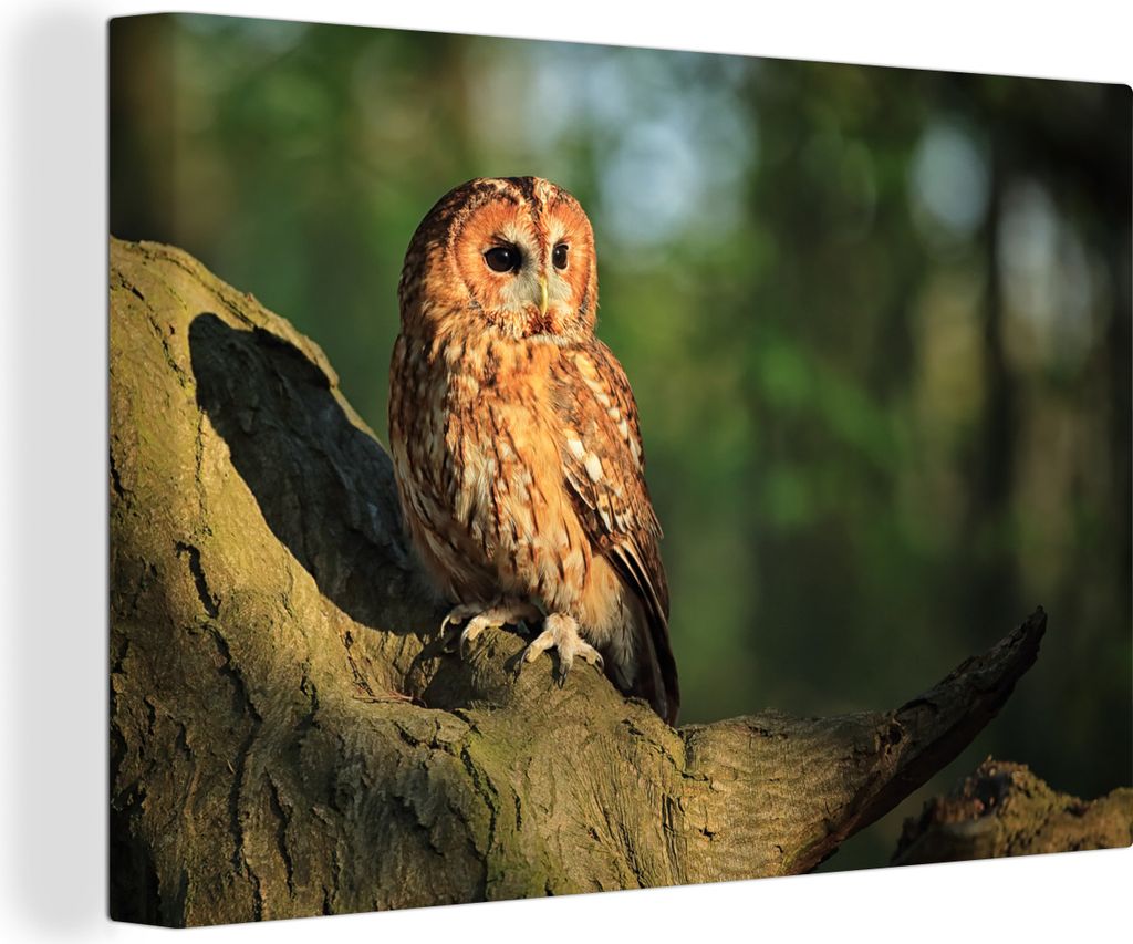OneMillionCanvasses - Leinwandbilder - 140x90 cm, Sonnenstrahlen auf einem braunen Waldkauz, Wandbilder Kunstdruck Wanddekoration - Foto auf Lein...
