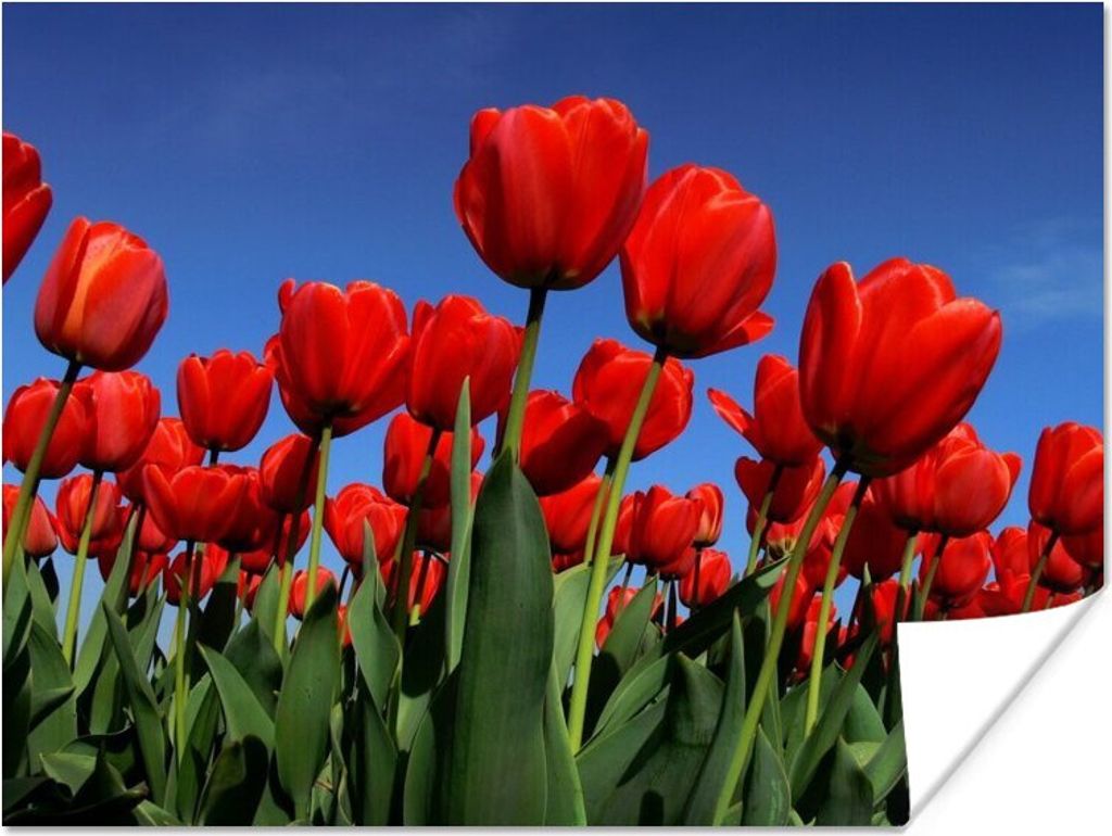 MuchoWow Poster Die Sonne scheint über die roten Tulpen 160x120 cm - Foto Plakat