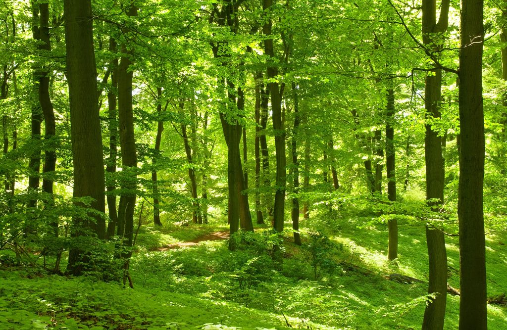 Papermoon VLIES Fototapete, Digitaldruck, Wald im Frühling (297)