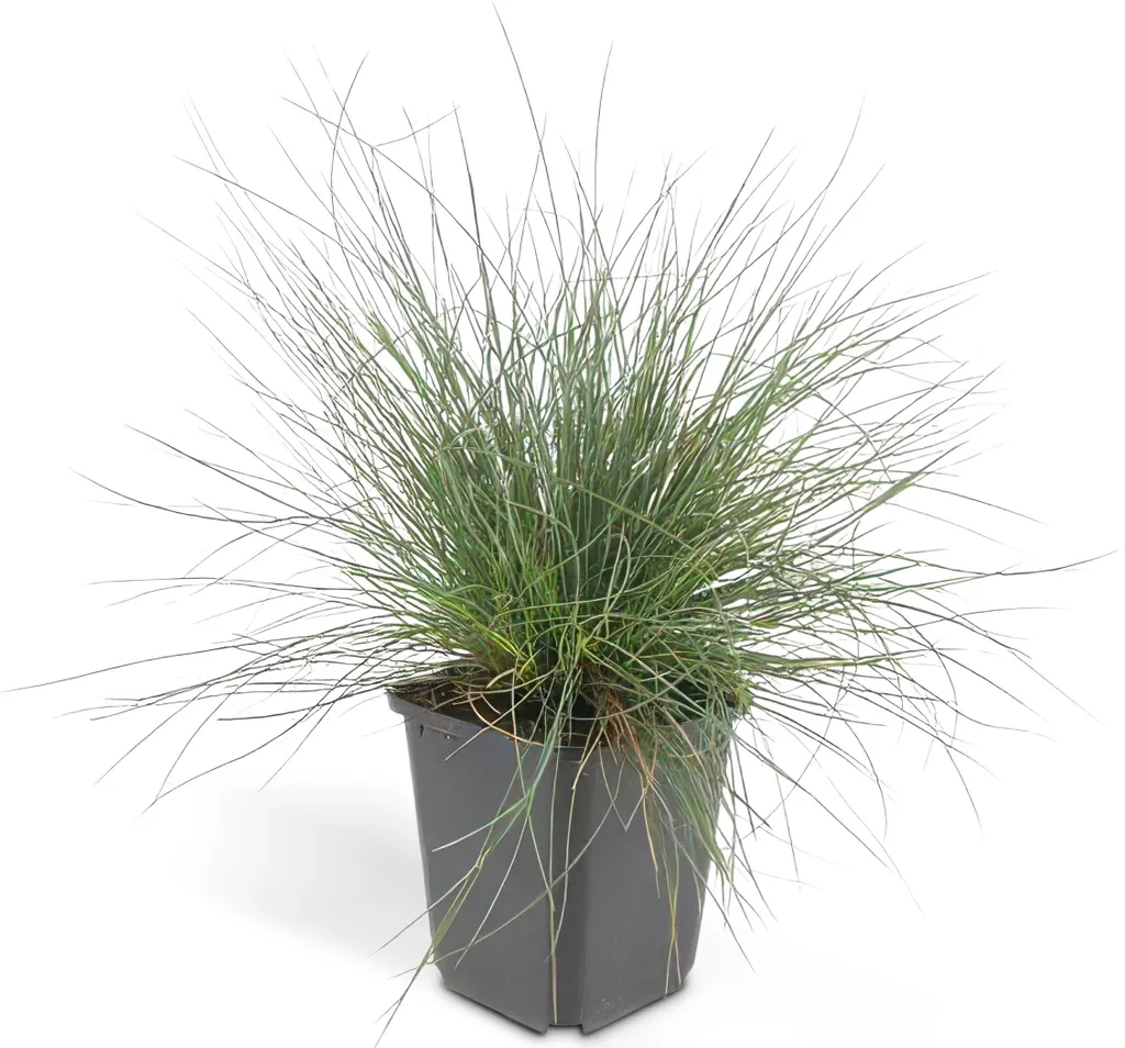 Fétuque bleue Elijah Blue lot de 12 plantes pour couvrir un sol sec