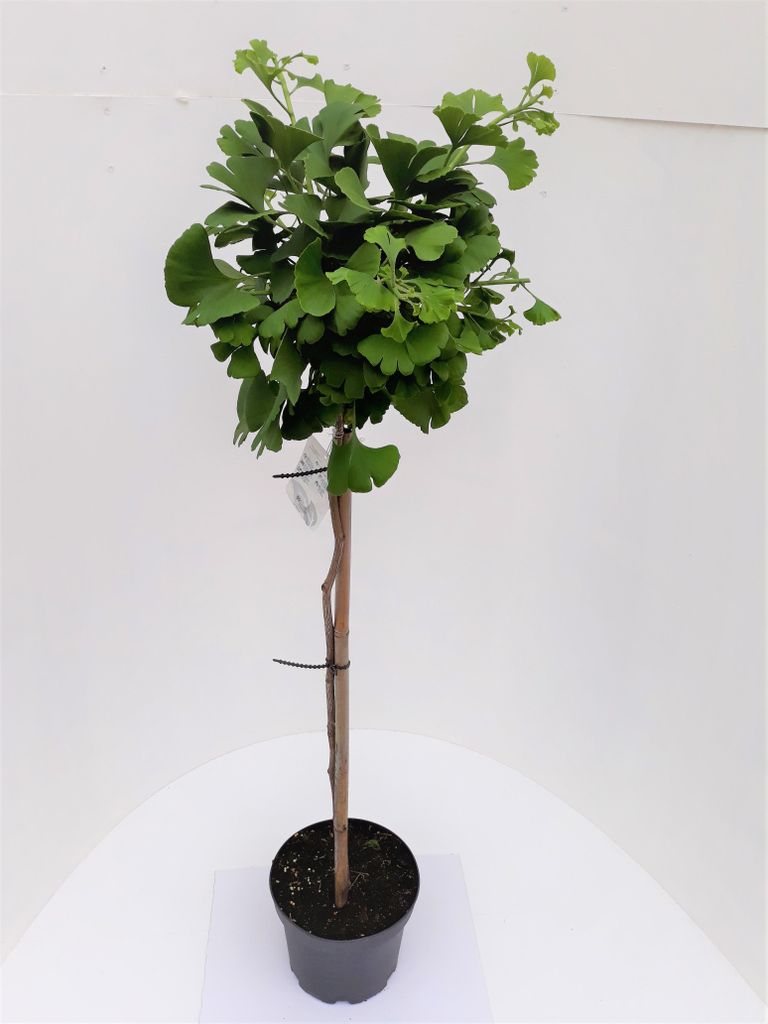 Ginkgo Mariken Kugelbaum Hochstamm 160-170 cm – Produktbild 